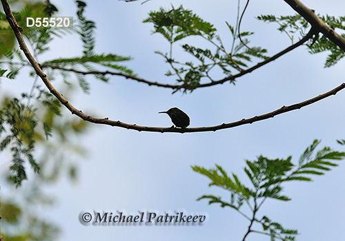 Vervain Hummingbird (Mellisuga minima)